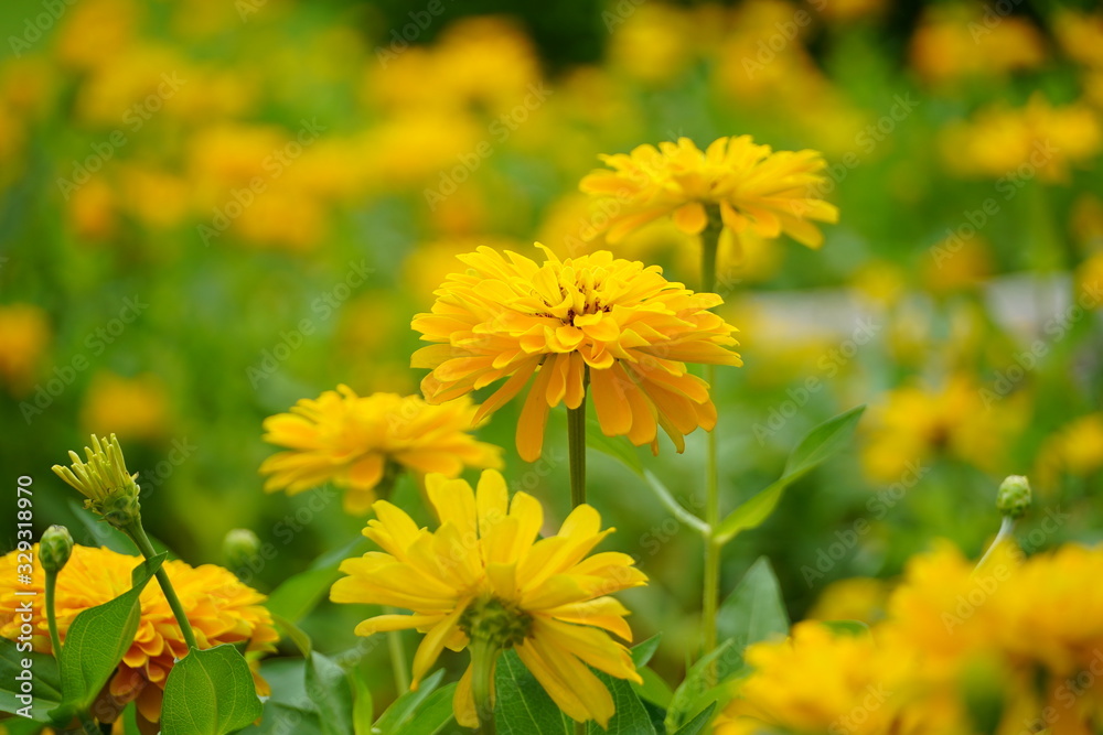 yellow flowers in garden yellow flowers in garden