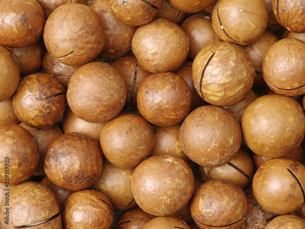 Shelled and unshelled macadamia nuts Shelled and unshelled macadamia nuts