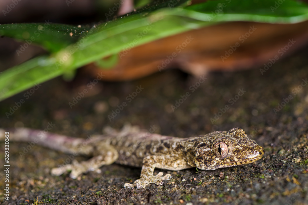 Gecko china Gecko china