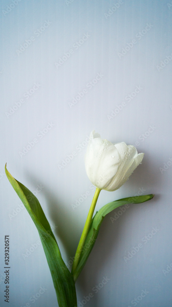 Elegant beautiful white tulip with drops of water and green leaves. Spring Flower. Space for text. Use for cards and posters. Elegant beautiful white tulip with drops of water and green leaves. Spring Flower. Space for text. Use for cards and posters.