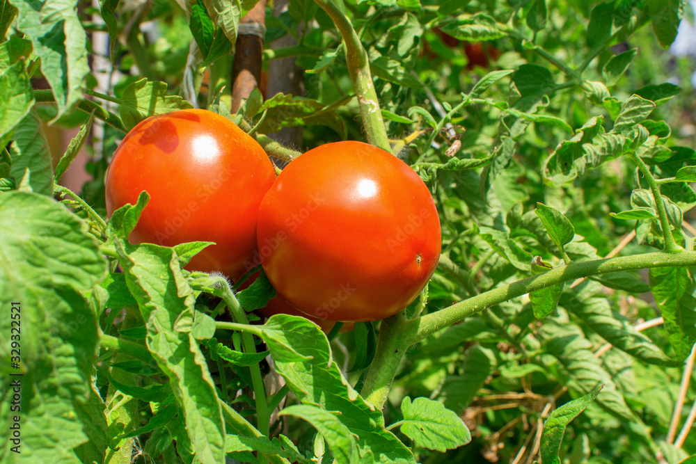 Red tomatoes on vine. Organic farming. Red tomatoes on vine. Organic farming.