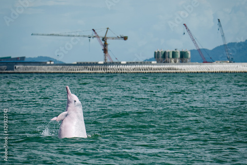 White dolphin jumping china photo
