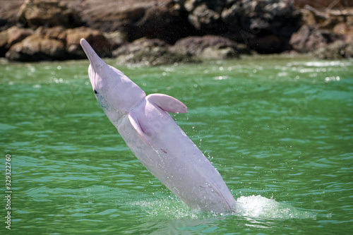 White dolphin jumping china photo