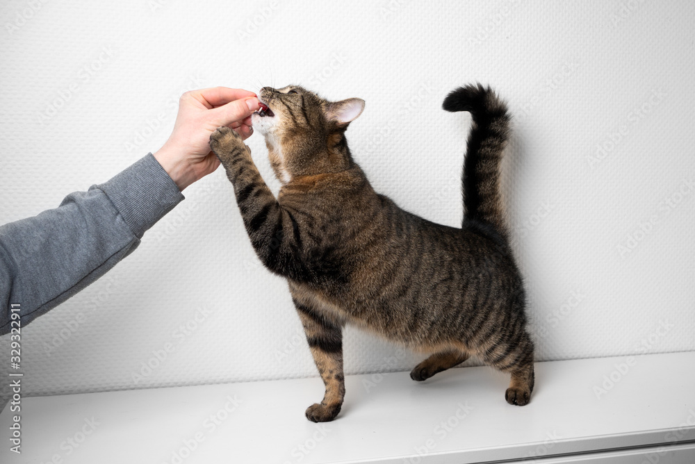 Naklejka premium human hand of pet owner feeding greedy cat with raw meat in front of white background with copy space
