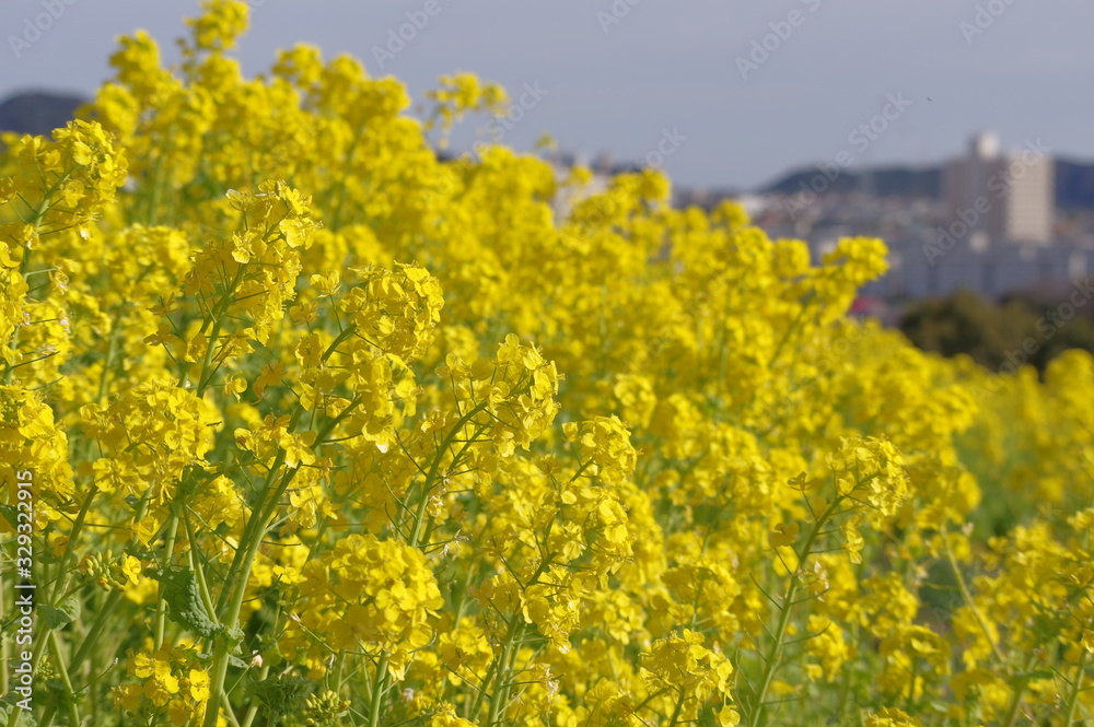 Obraz premium 菜の花
