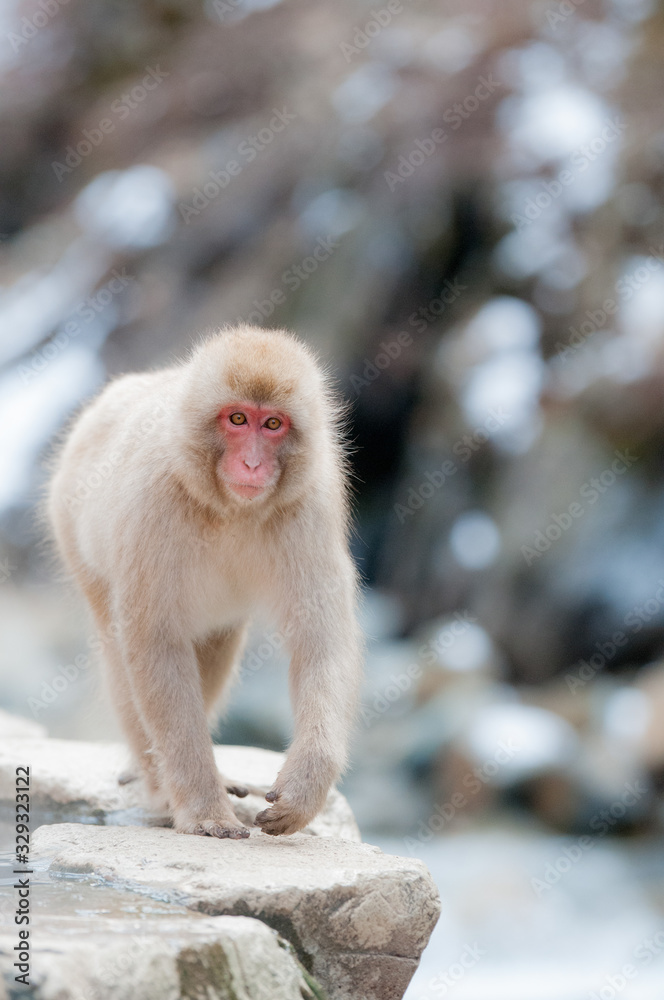 Naklejka premium さる