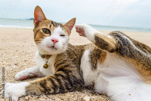 Cat beach photo