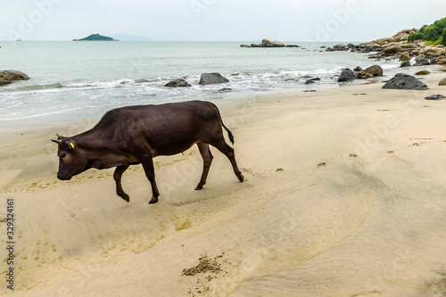 Rewild cattle china photo