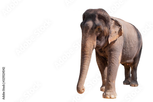 Female asian elephant