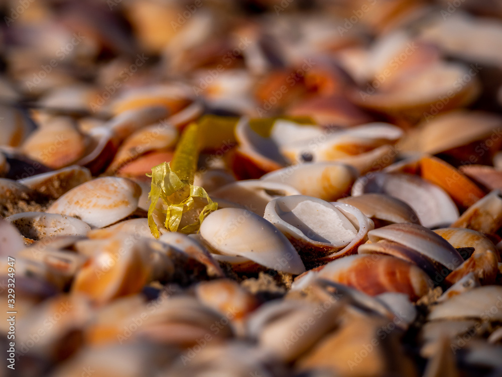Photos of plastic lying on shells on the beach