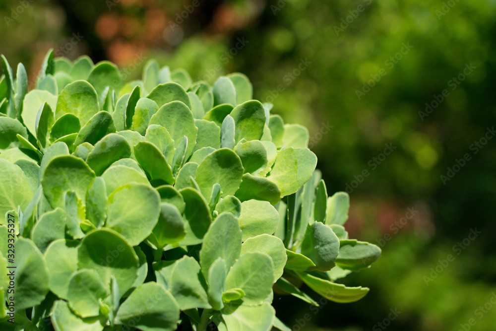 Green houseleek plant Green houseleek plant