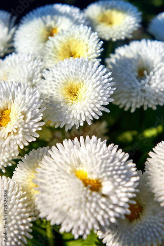 Many white daisies with blurred background.  Bellis perennis 