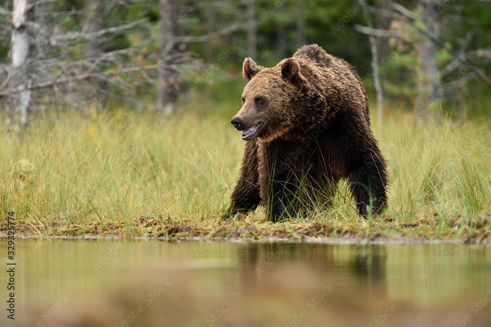 Adult male Brown Bear (Ursus Arctos) in the taiga forest at summer. In the background are trees. Natural habitat.