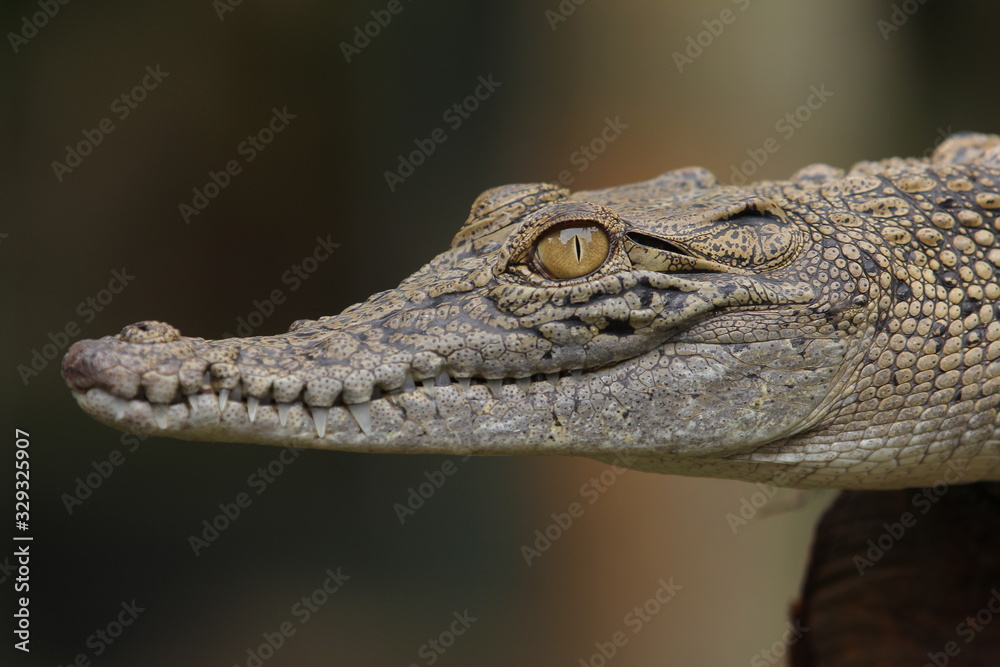 Fototapeta premium Estuarine crocodile is the largest type of crocodile in the world also named estuarine crocodile because in addition to living in the main habitat of the river, this crocodile also lives near the sea
