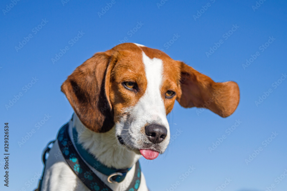Beagleportrait mit wehenden Ohren