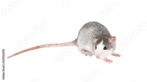 Funny young light gray rat isolated on white. Rodent pets.