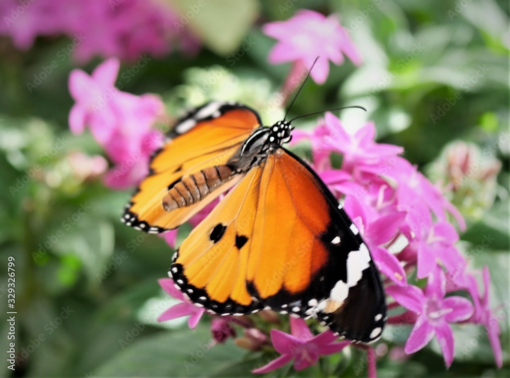 Naklejka premium Monarchfalter