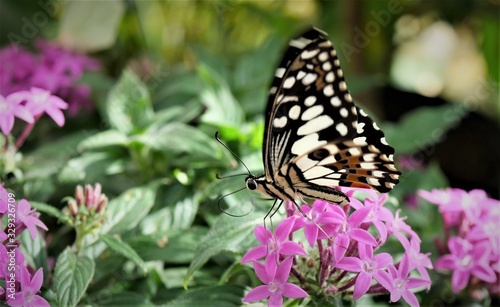 bunter Schmetterling © Erika