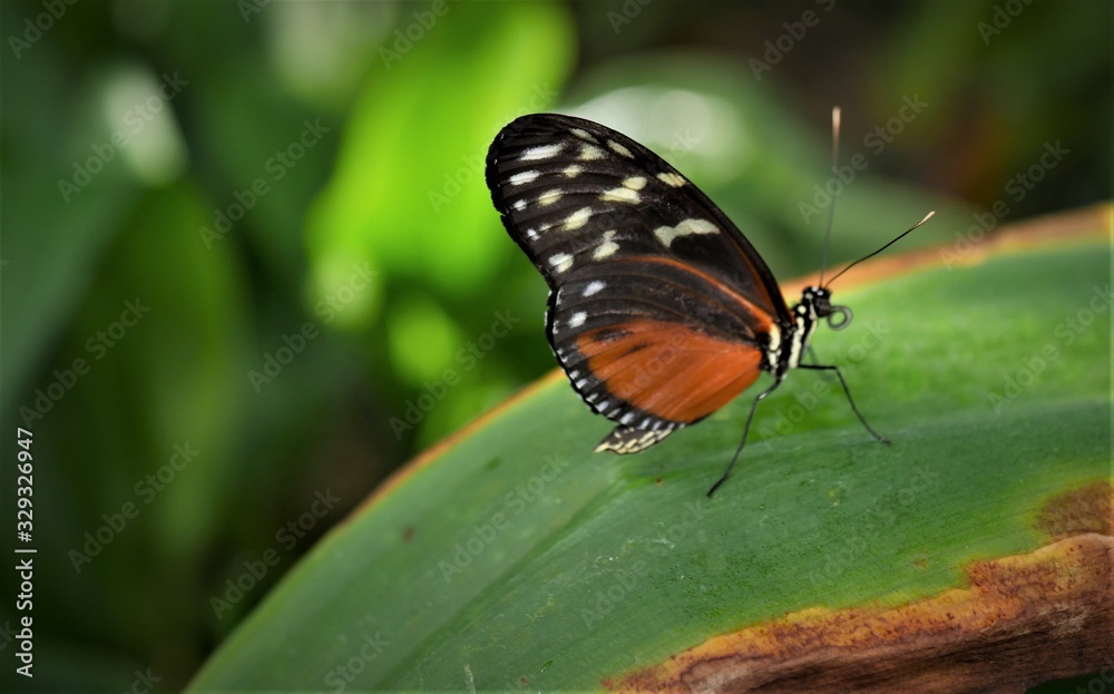 Fototapeta premium Passionsblumenfalter