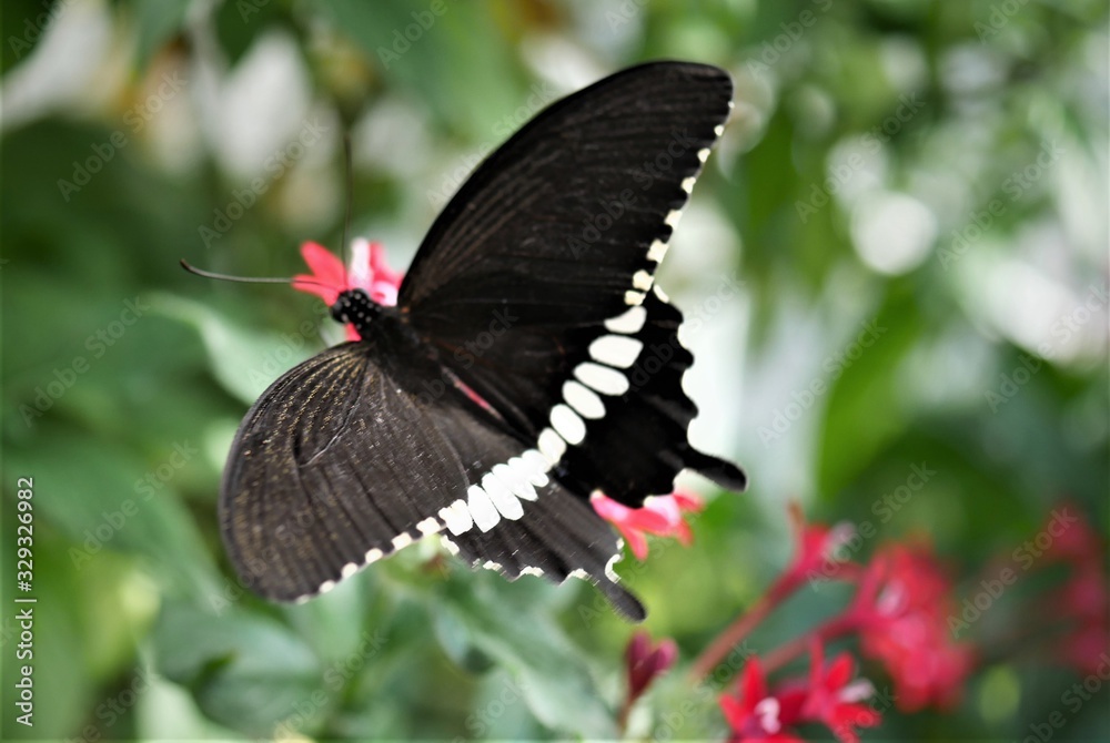 Fototapeta premium exotischer Schmetterling