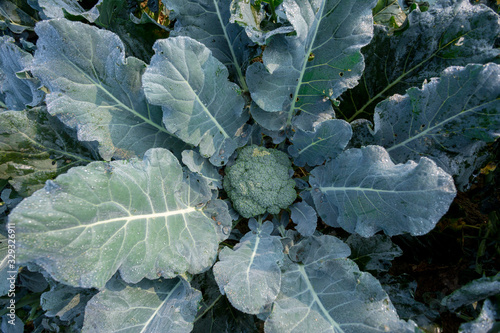 Healthy green organic broccoli plant growing in a vegetable garden. Close up and top view.