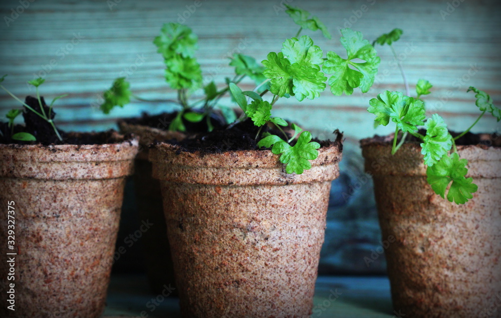 Young parsley seedling sprouts in the peat pots.