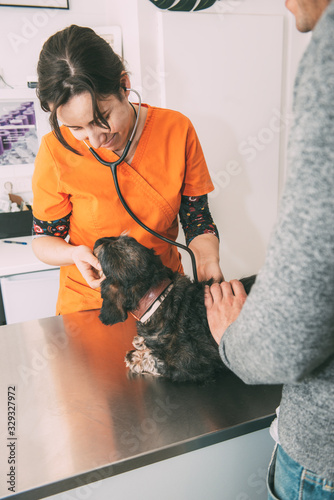 Young vet with stethoscope checking dog in front of animal owner