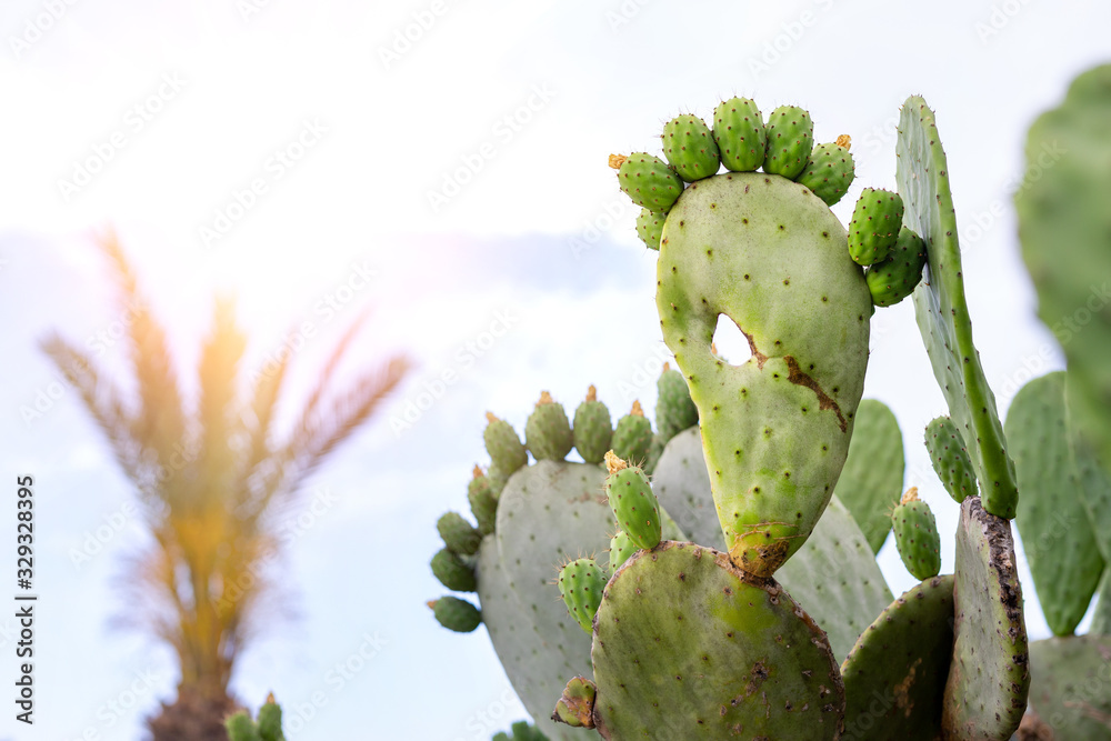 Pickly pear green opuntia cactus paw with fingers against scenic sunset over mountain and backlit palm tree leaves. Nature scenic sunrise landscape Pickly pear green opuntia cactus paw with fingers against scenic sunset over mountain and backlit palm tree leaves. Nature scenic sunrise landscape