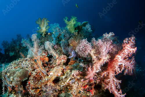 Colorful soft corals from the family of Sarcophiton.