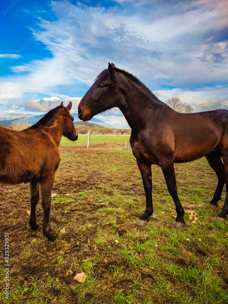 Obraz premium horse in the field