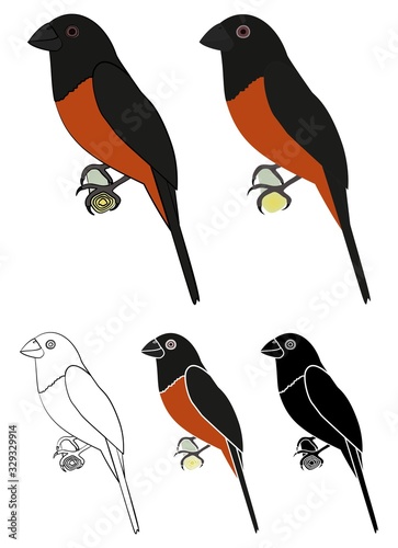 Curio bird in profile view