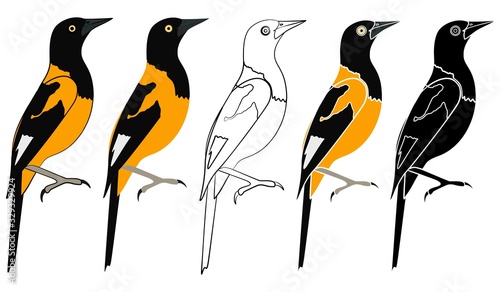 Corripiao bird in profile view