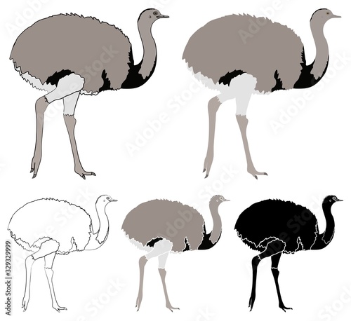 Ema bird in profile view