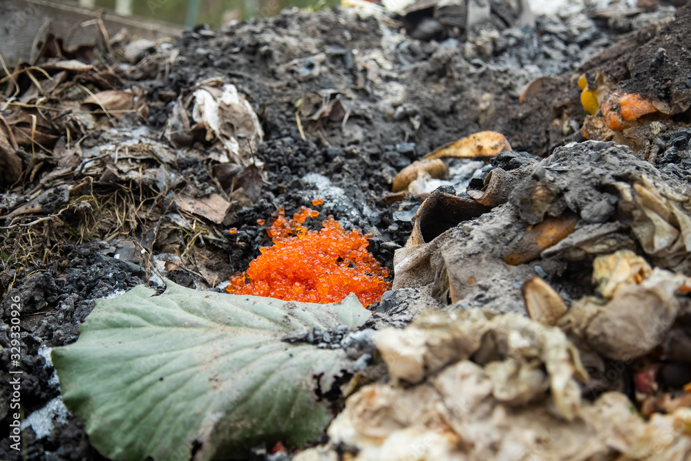 poor food quality concept. close-up red caviar in a garbage bin compost heap