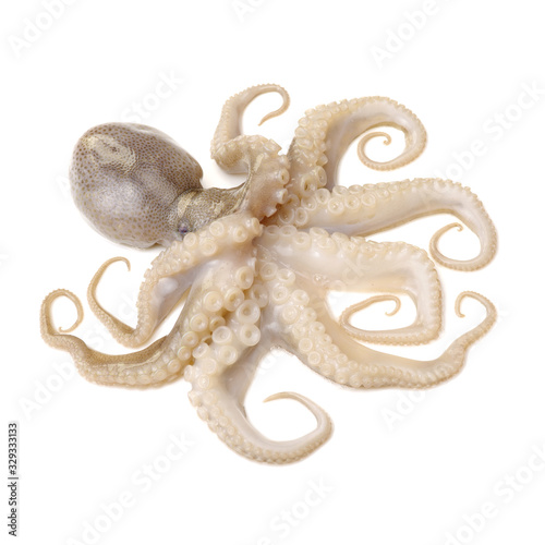 Octopus isolated on white background close-up. 