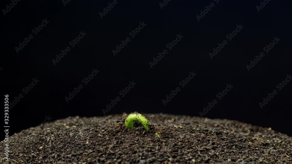 Soy bean sprout growing timelapse 