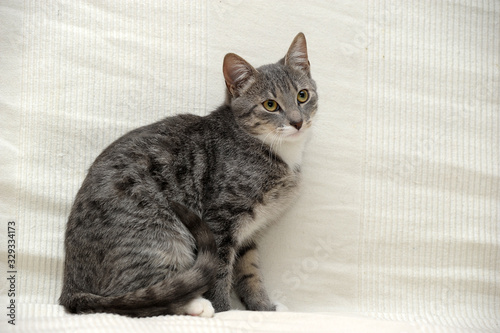 gray and white shorthair cat on a light background © Evdoha