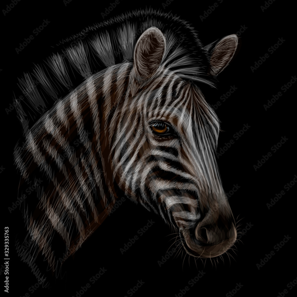 Zebra. Color, realistic, hand-drawn portrait of a Zebra head on a black ...