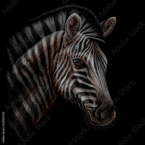 Zebra. Color  realistic  hand-drawn portrait of a Zebra head on a black background.