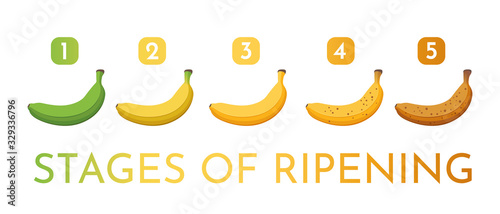 Set of cartoon illustration bananas bector. Banana stages of growth and ripening.