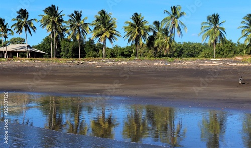 Costa Rica - Palm Tree Reflection