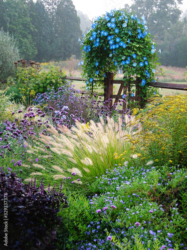 A country garden in fall (autumn) with flowers, herbs, shrubs, trees, ornamental grasses, an arbor (arch) covered with 'Heavenly Blue' morning glory, and fence photo