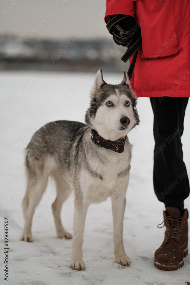A young husky dog with blue eyes stands next to the owner in the snow. A young husky dog with blue eyes stands next to the owner in the snow.