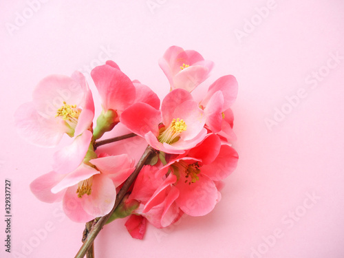 pink spring blossom