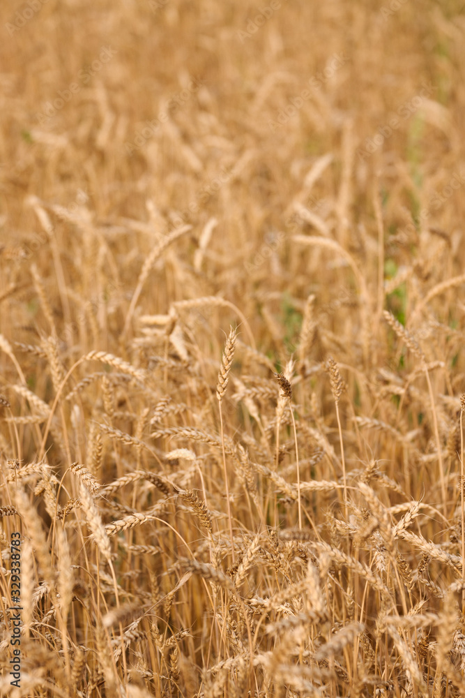 backdrop of ripening ears of yellow wheat field on the sunset cloudy orange sky background. Close up nature photo. backdrop of ripening ears of yellow wheat field on the sunset cloudy orange sky background. Close up nature photo.