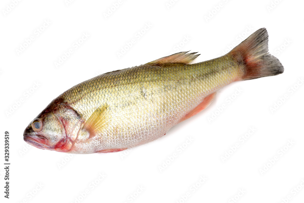 sea bass isolated on white background sea bass isolated on white background