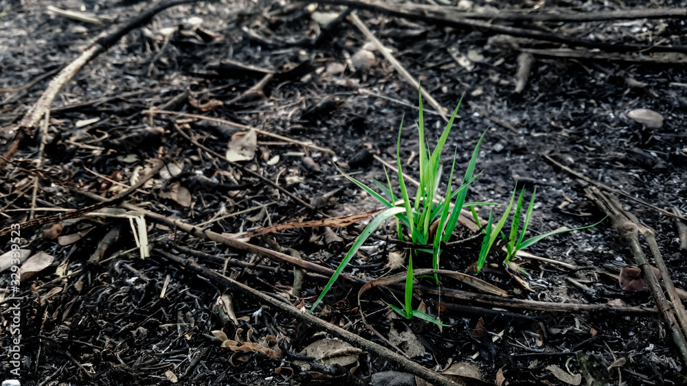 young sprouts of grass young sprouts of grass