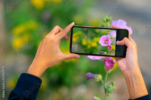 Hand holding mobile phone and take a photo colorful flowers on blurred background with sunlight.Smart phone trip, close-up of a beautiful woman's hands are taking purple flower. 