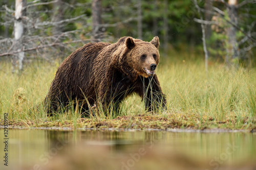 Brown Bear walking in the taiga forest landscape