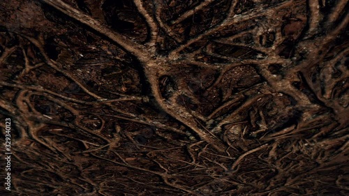 The ceiling of a cave held together by tree roots - seamless looping.